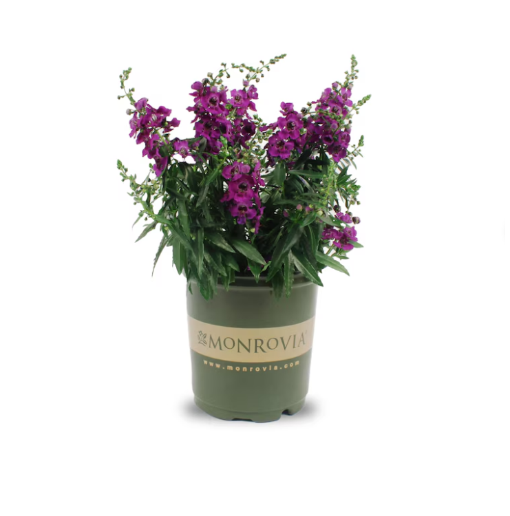 Lowe's 1.75 -Gallon Purple Angelonia 1.0 -Pack - Low Maintenance