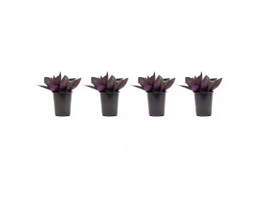 VIGORO STROBILANTHES 4.5IN