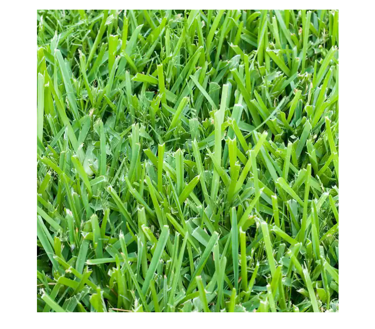 Harmony 2.66 sq. ft. St Aug SOD
