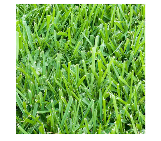 Harmony 2.66 sq. ft. St Aug SOD